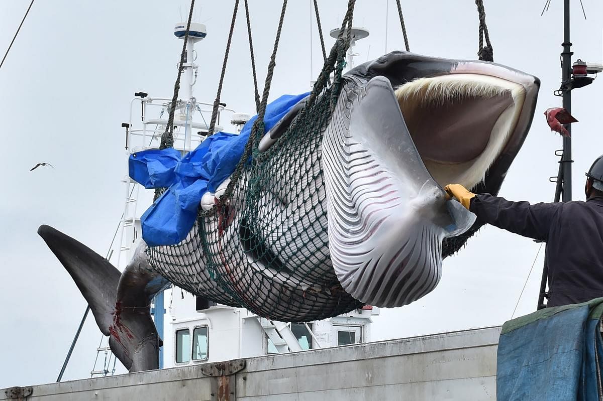 A captured minke whale is lifted by a crane into a truck bed at a port in Kushiro, Hokkaido Prefecture. (AFP Photo)