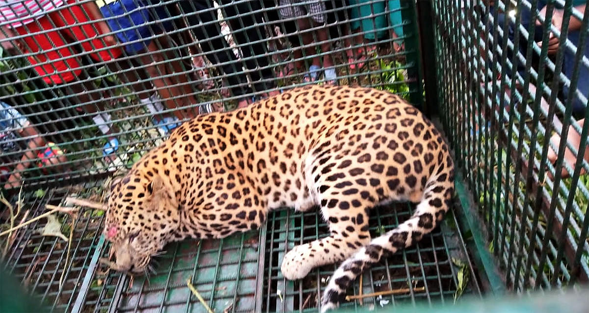 According to sources in the state’s Forest Department, at least 10 cases of leopard attacks have taken place in the tea garden areas in the last couple of years.