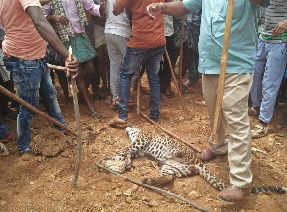 A leopard cub that was beaten to death by irate villagers at Kurubarahalli near Srirampur in Chitradurga district on Wednesday.
