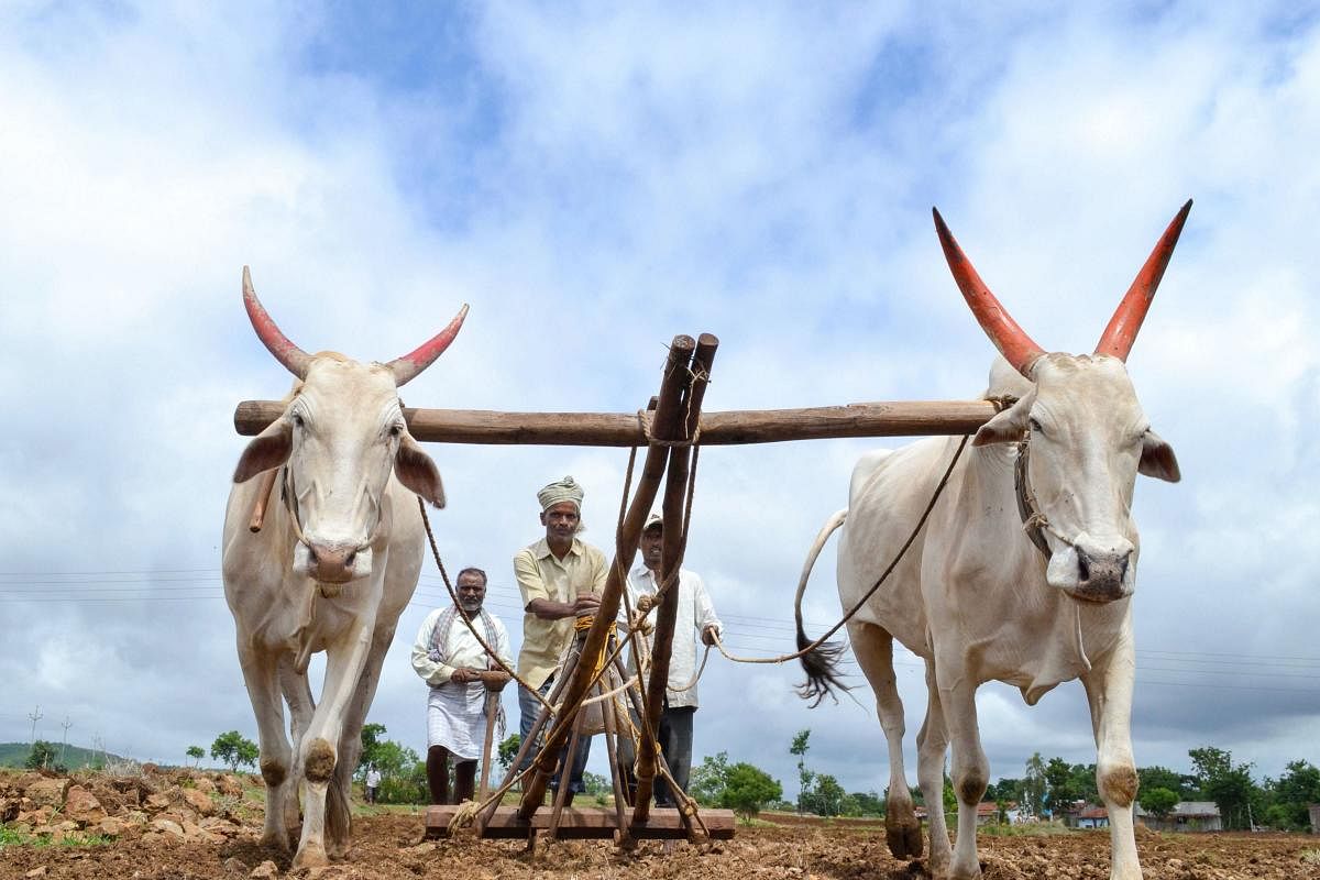 Farmers plough their field as they sow soyabean at a field in Ghogaon village near Karad, Friday, July 5, 2019. Finance Minister Nirmala Sitharaman said the government will invest widely in agriculture infrastructure and support private entrepreneurship for value addition in farm sector. (PTI Photo)