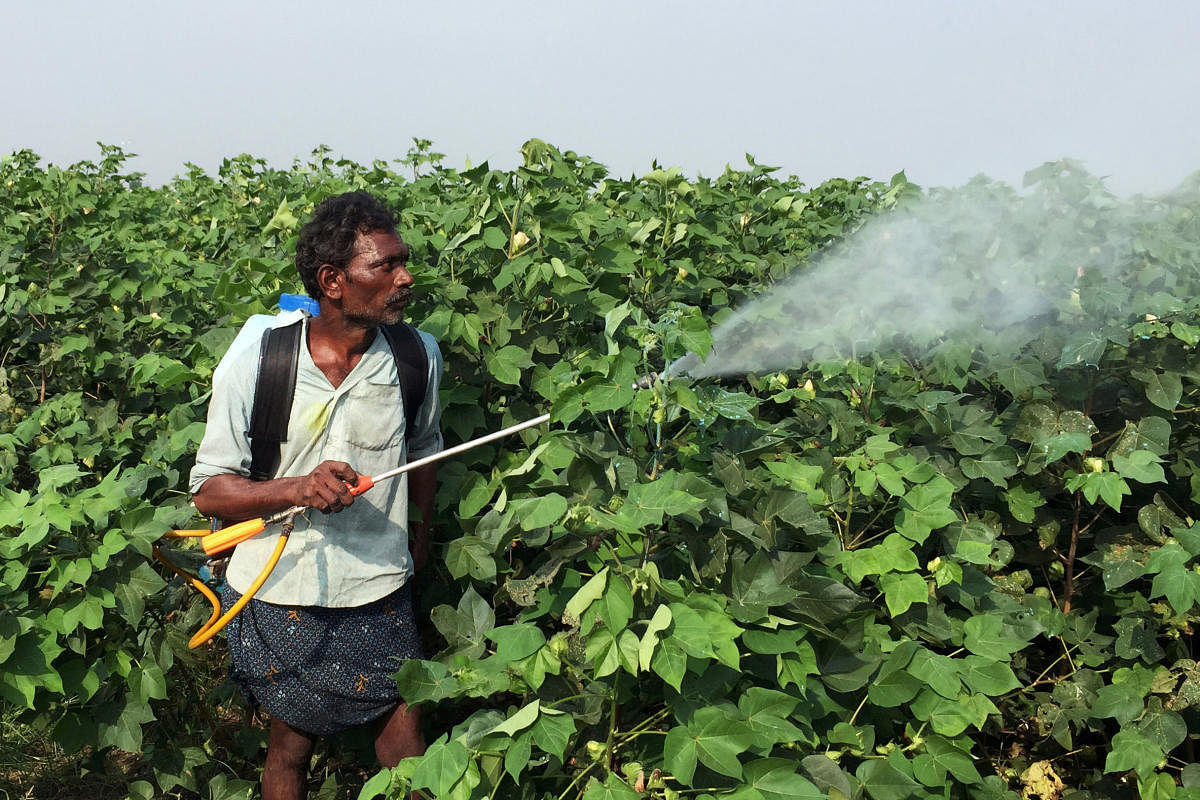A labourer sprays pesticides on genetically modified cotton crops in Guntur, Andhra Pradesh, India, October 17, 2017. REUTERS