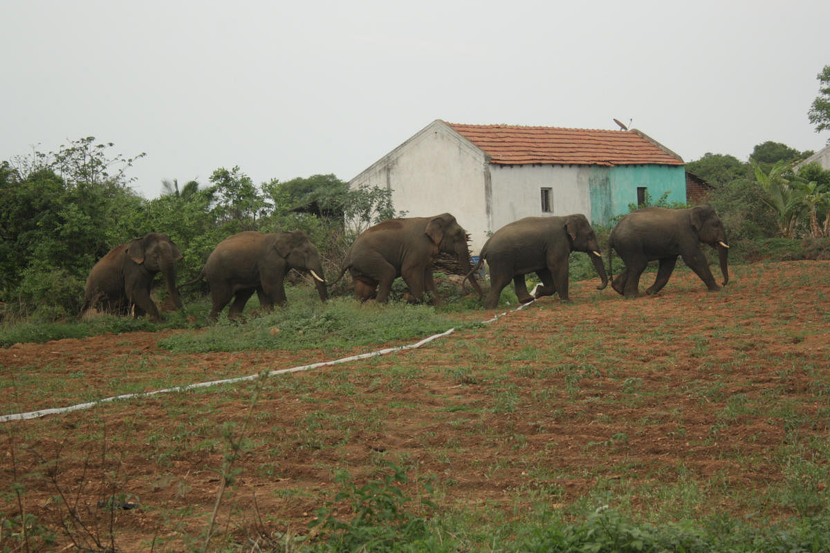 Male Elephant Groups (Photo Courtesy Frontier Elephant Programme)