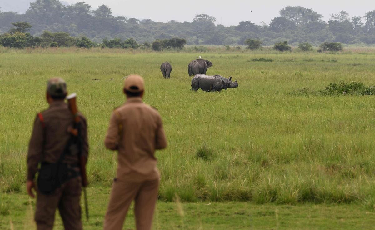 Forest guards watch as a one-horned rhinoceros grazes along with elephants in Kaziranga National Park. (AFP Photo)