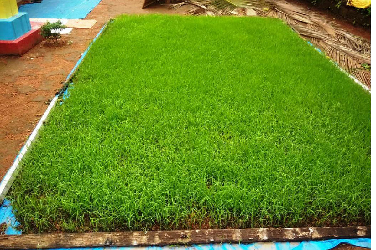 Paddy seedlings raised under the ‘mat nursery’ method in Alandoor.