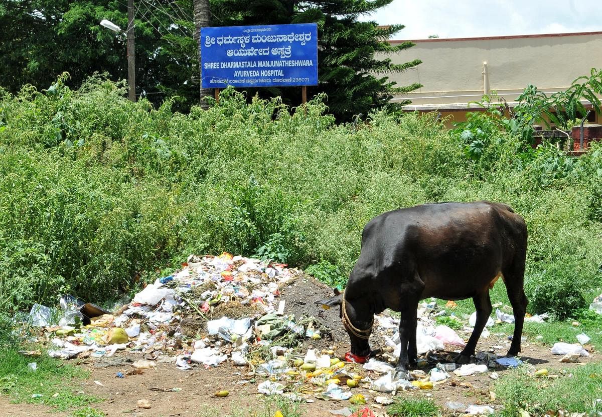 A cow feeds on waste dumped on a vacant site next to a hospital at Hosamane Layout, Chikkamagaluru.