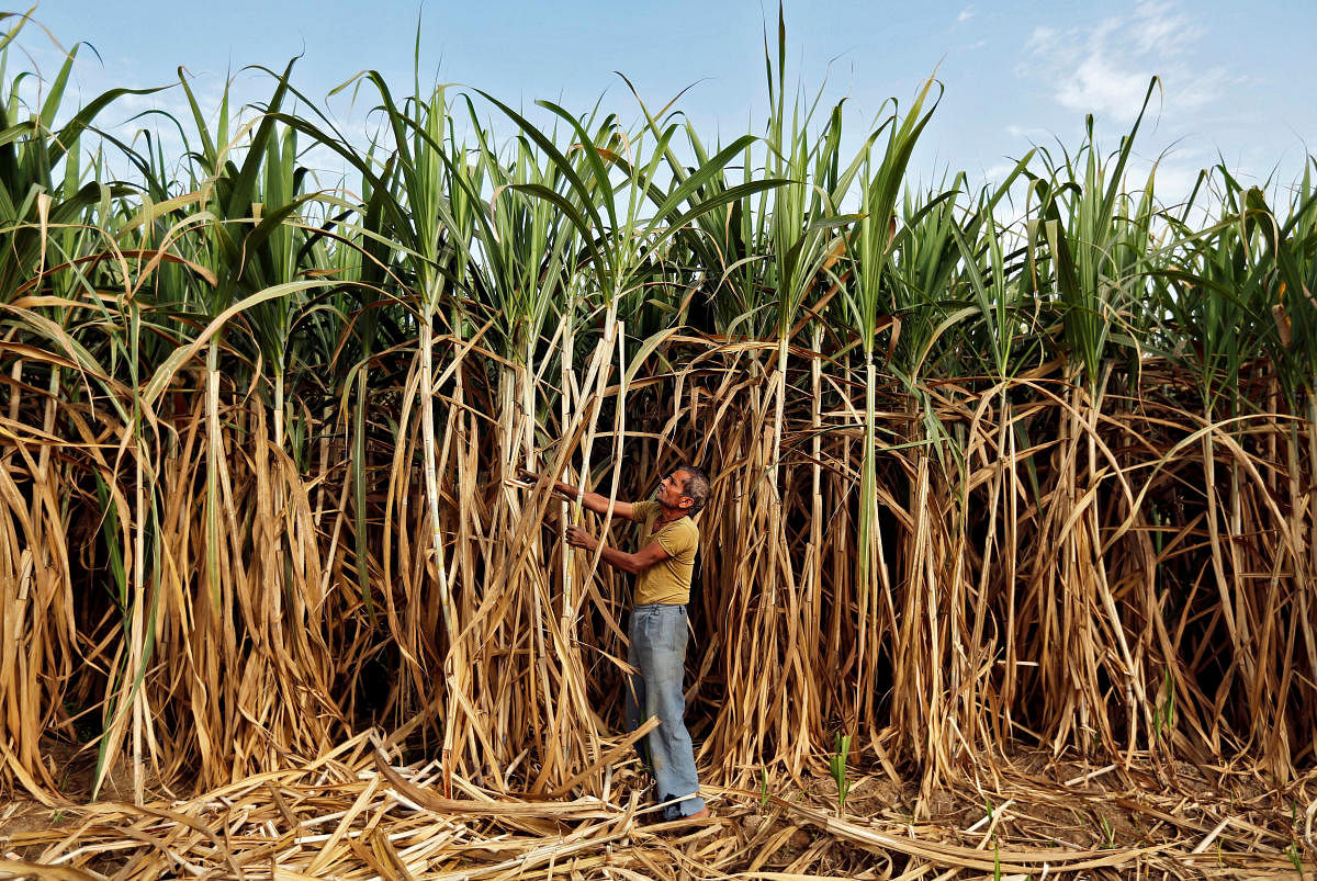 Lower monsoon rains this year are limiting the crop's growth, a senior industry official said. (Reuters Photo)