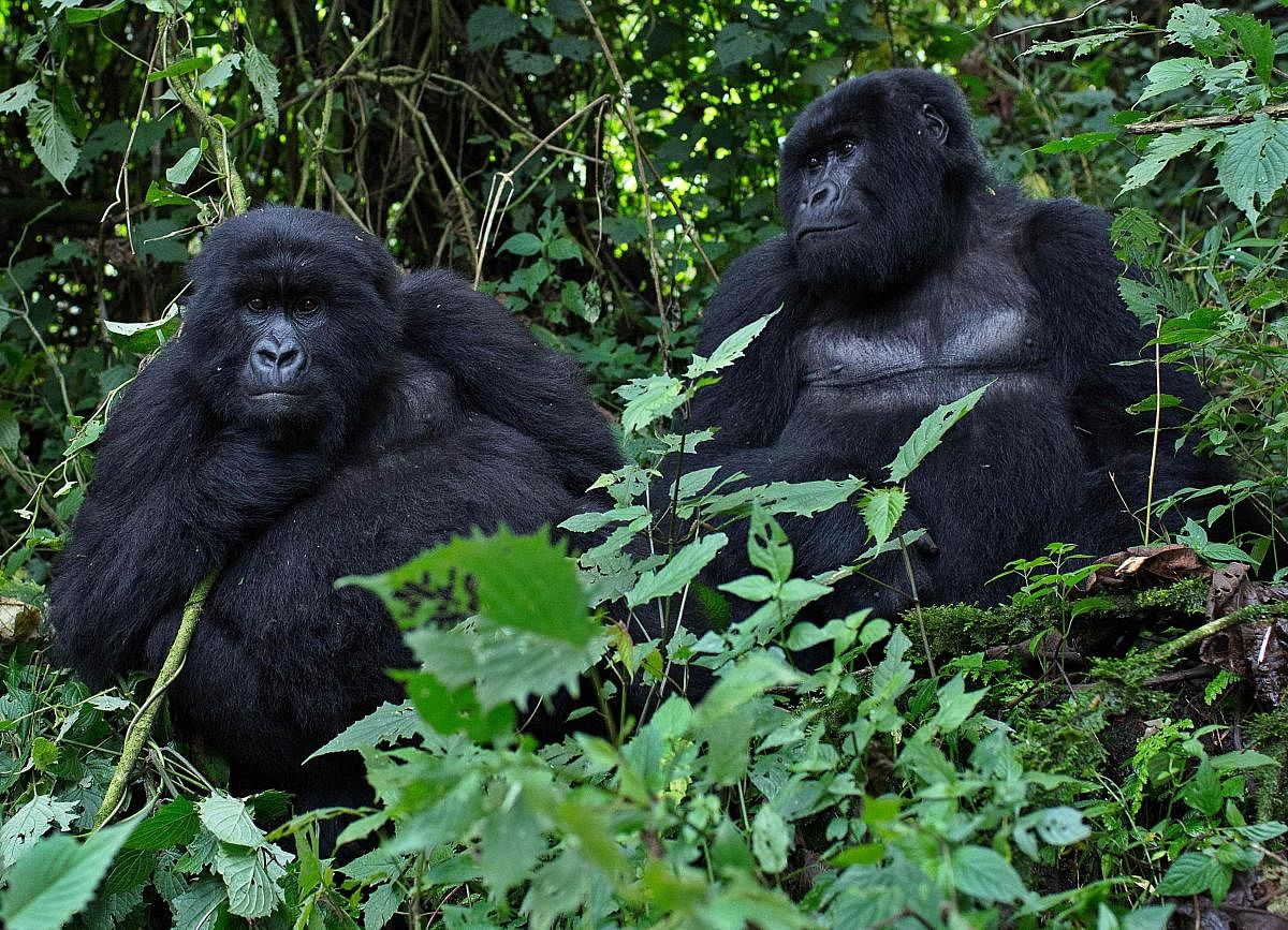 Gorillas, which in the wild spend most of their time in dense forests making behavioural studies tricky for researchers, are known to form small family units comprised of a dominant male and several females with offspring. (AFP File Photo)