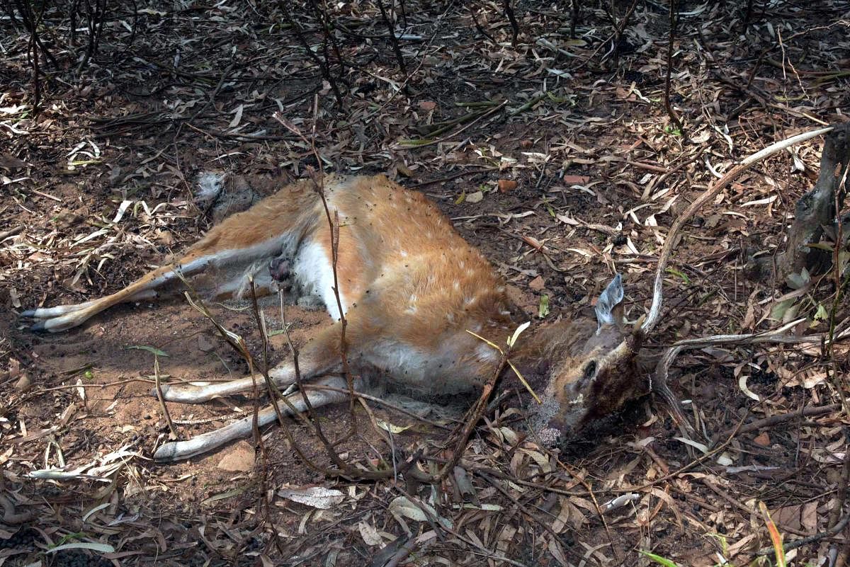 Nine deer have died after swallowing plastic bags in Japan's Nara Park, a wildlife group said on Wednesday, warning that a surge in tourism may be to blame. (DH Photo)