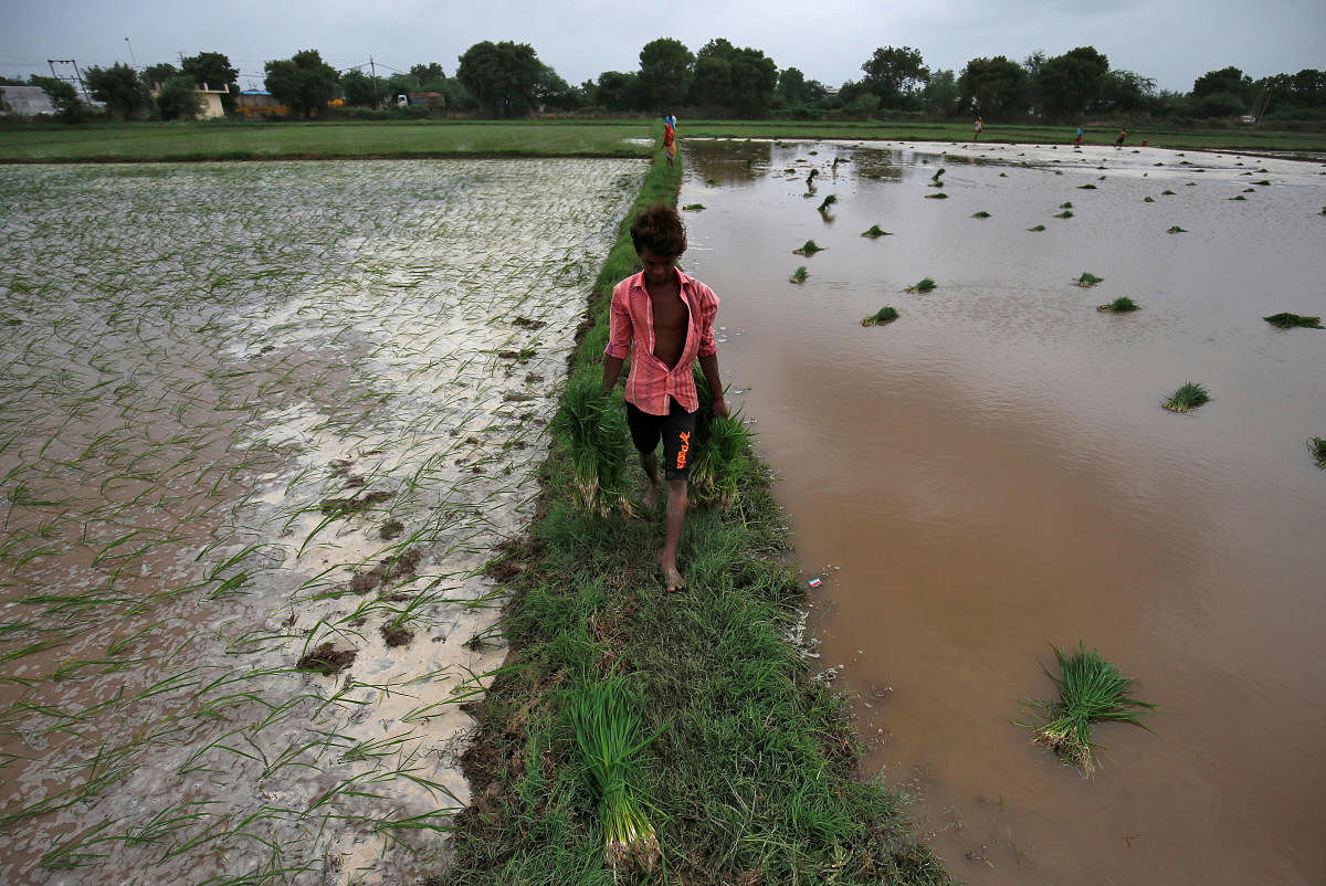 A farmer carries saplings to plant in a rice field on the outskirts of Ahmedabad on July 5, 2019. REUTERS