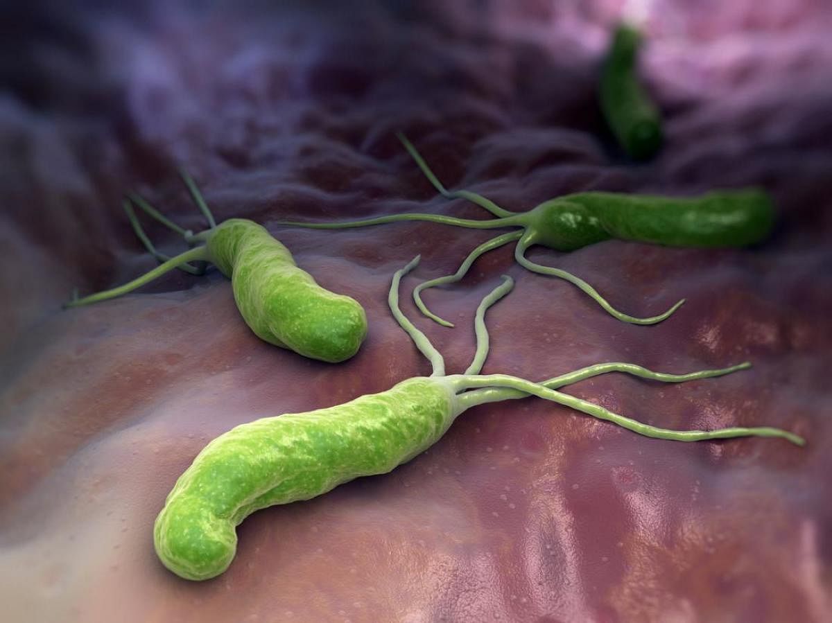 A rendering of the cancer-causing bacterium Helicobacter pylori.