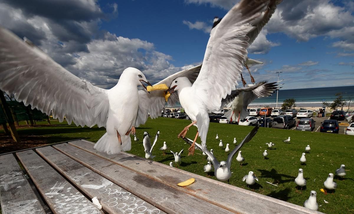 Australian seagulls carry drug-resistant bacteria that could lead to serious infections in humans, researchers (AFP Photo)