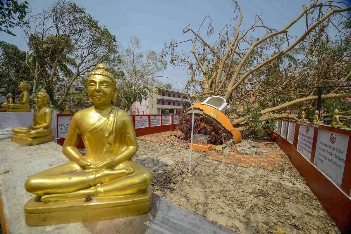 A tree at Budh Vihar that lies uprooted in the aftermath of cyclone Fani, in Bhubaneswar, Wednesday, May 8, 2019. (PTI file photo)