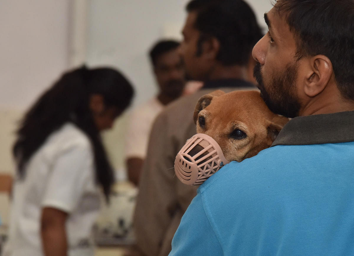 BBMP officials said hundreds of unauthorised pet shops and breeders are doing business with fake or no permits. DH FILE