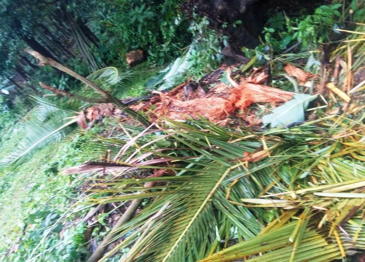 The coconut trees damaged by elephants at Jargal in Banakal hobli.