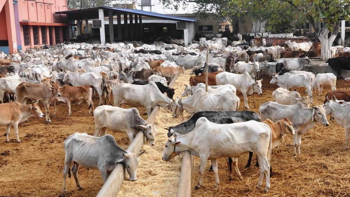 Kept in pathetic conditions at mostly open shelters, hundreds of bovines have died allegedly for want of food and poor upkeep since the onset of monsoon in the state prompting the state government to order a probe. (Image for representation)
