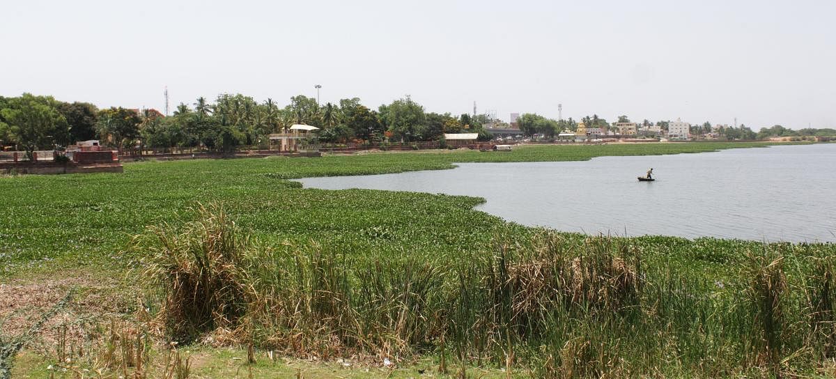 Unkal Lake in Hubballi covered by a carpet of water hyacinth. DH PHOTO/TAJUDDIN AZAD