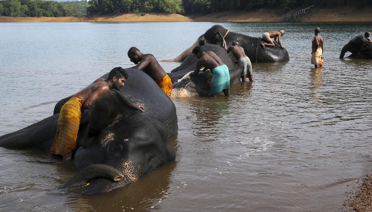 Mahouts bathe elephants at the Elephant Rehabilitation Centre in Kottoor, near Thiruvananthapuram. (PTI Photo)