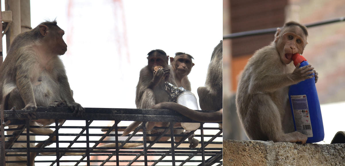 The South Delhi Municipal Corporation (SDMC) is likely to file a review petition against a 2007 order of the Delhi High Court on catching monkeys and releasing them in the Ridge area. (DH Photo)