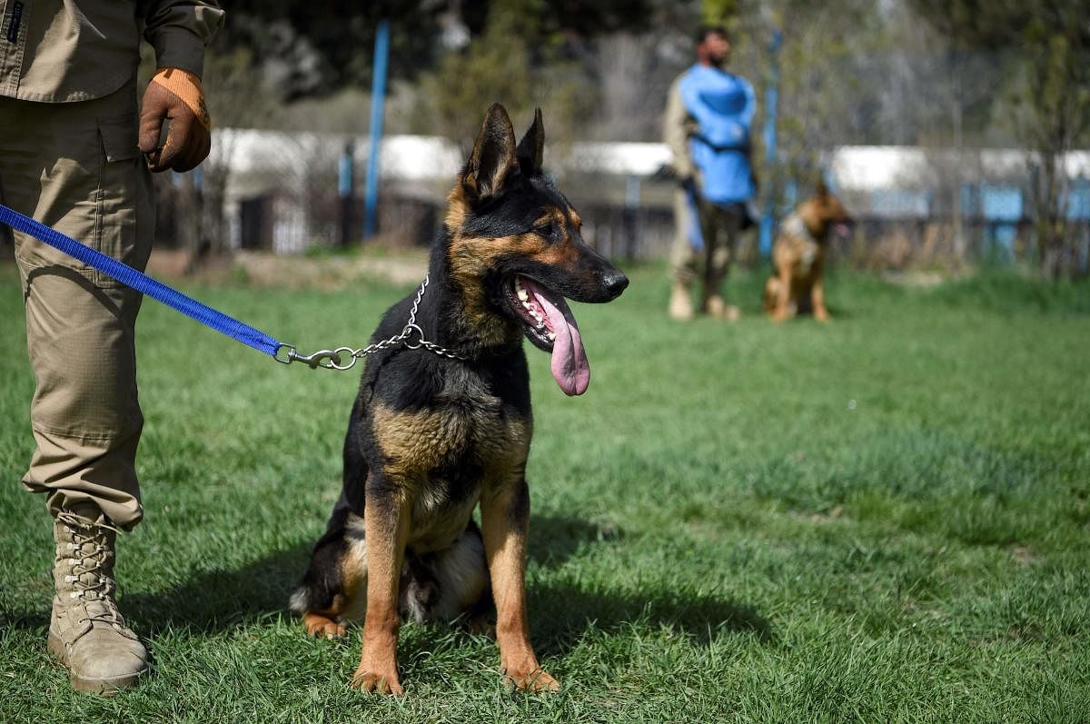 An explosive detection dog is kept on leash during a practice session at the Mine Detection Centre (MDC) in Kabul. - Naya, a three-year-old Belgian malinois, focuses intently as she leaps over hurdles and zooms through tunnels on an obstacle course at a t