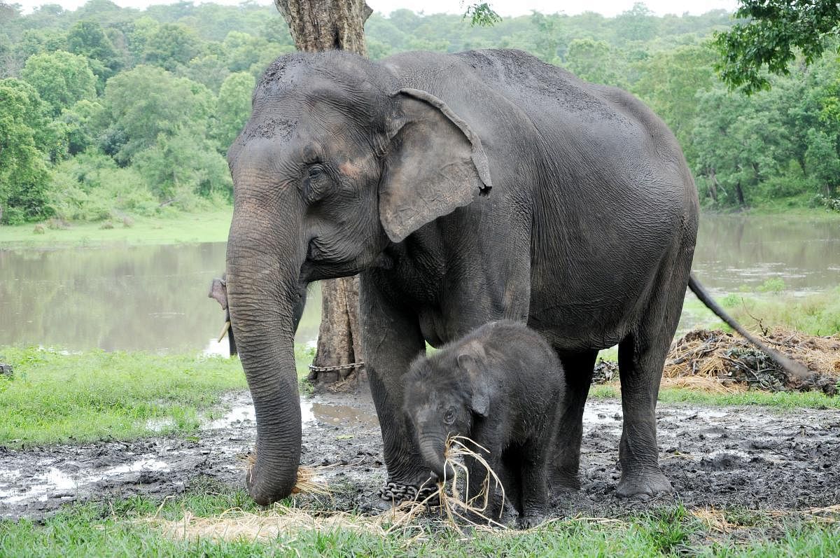 Possible degradation and progressive loss of habitat due to illegal felling of trees were found to be the major threat to elephant conservation. dh file photo