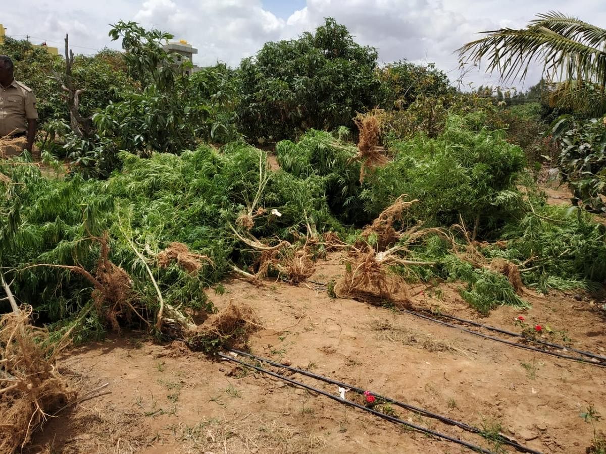 The destroyed ganja plants at a fruit orchard in Banaswadi limits.