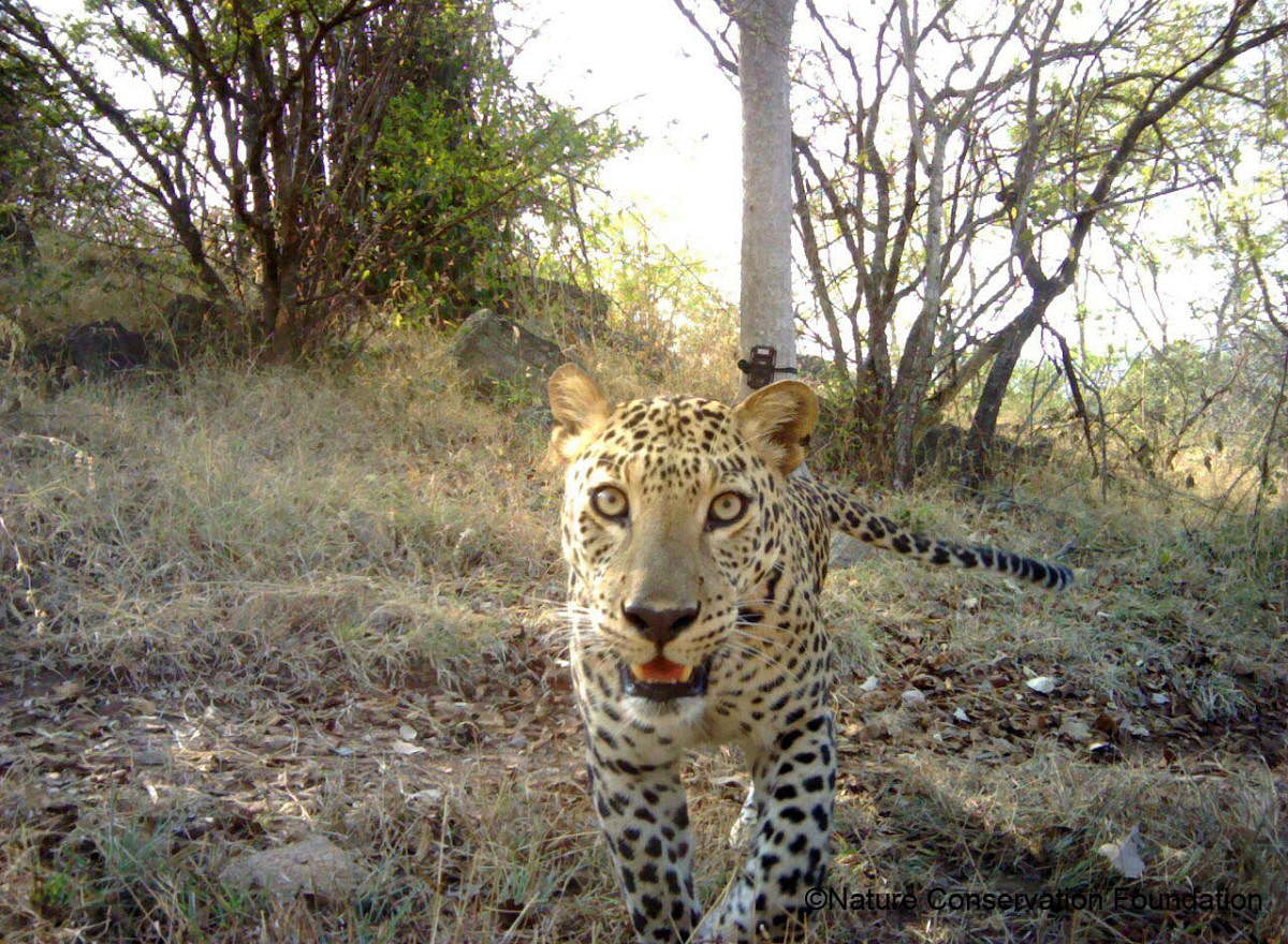 A leopard caught by a camera trap.