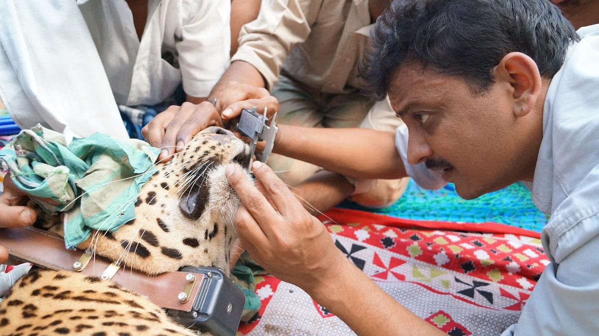 Sanjay Gubbi examine a leopard during the census.