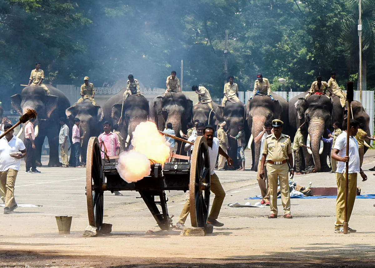 Dasara elephants take part in a cannon drill in Mysuru. dh PHOTO / SAVITHA B R
