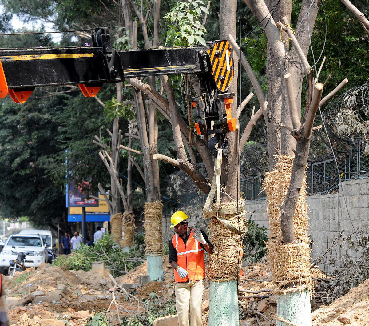A tree officer is entitled to collect deposits before giving permission to cut trees, towards the expenditure incurred for planting, raising and maintaining the trees. dh file photo