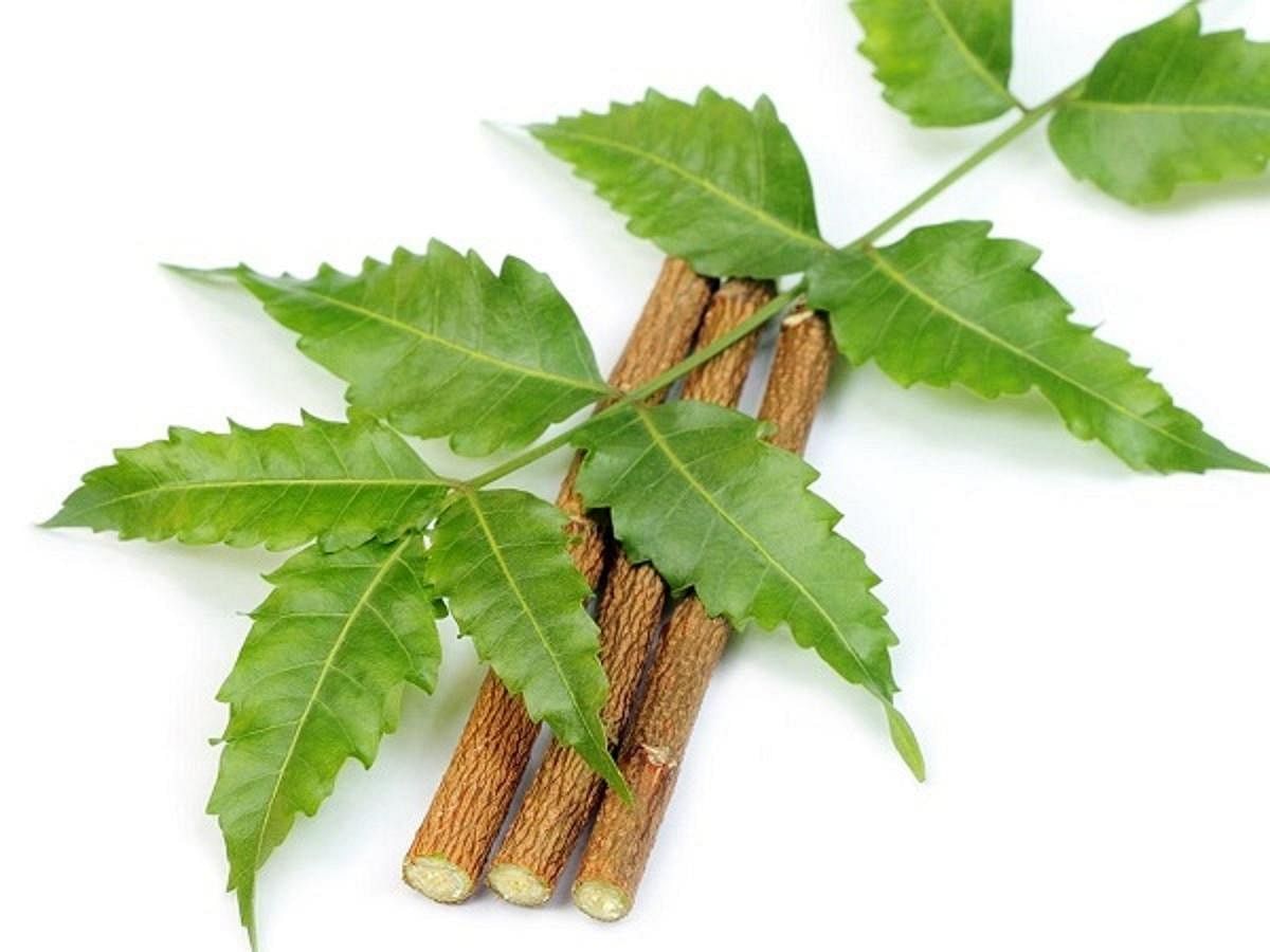 Experts have been working on neem as an alternative to synthetic pesticides. picture for representation only