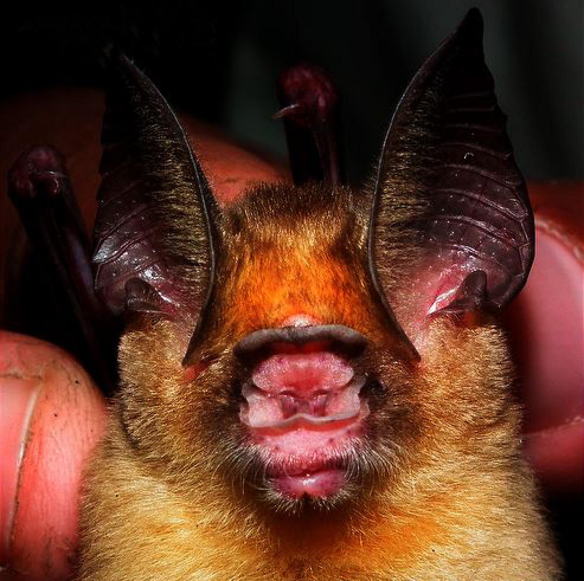 Kolar leaf-nosed bat. (Photo courtesy: Dr. Bhargavi Srinivasulu and T A Shah)
