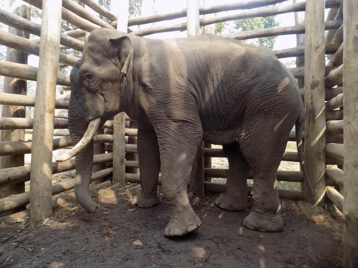 A captive elephant put in a kraal in Chamarajanagar. DH photo