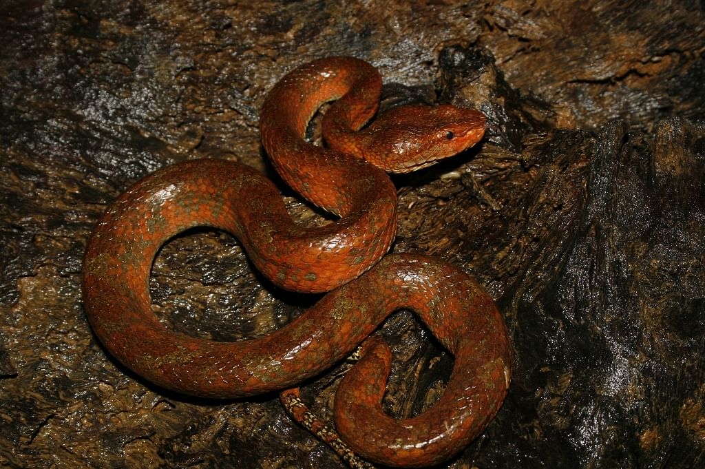 A female cook spotted two Russells vipers near the place where wood used for fuel was stored on Friday afternoon. When she started lifting more pieces of wood, she found another 58 snakes in the kitchen.