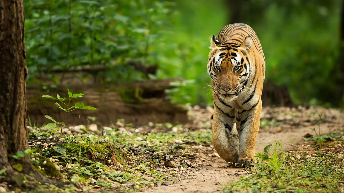 The study led by NCBS stresses on the importance of conservation planning on the management of land use and tiger populations.