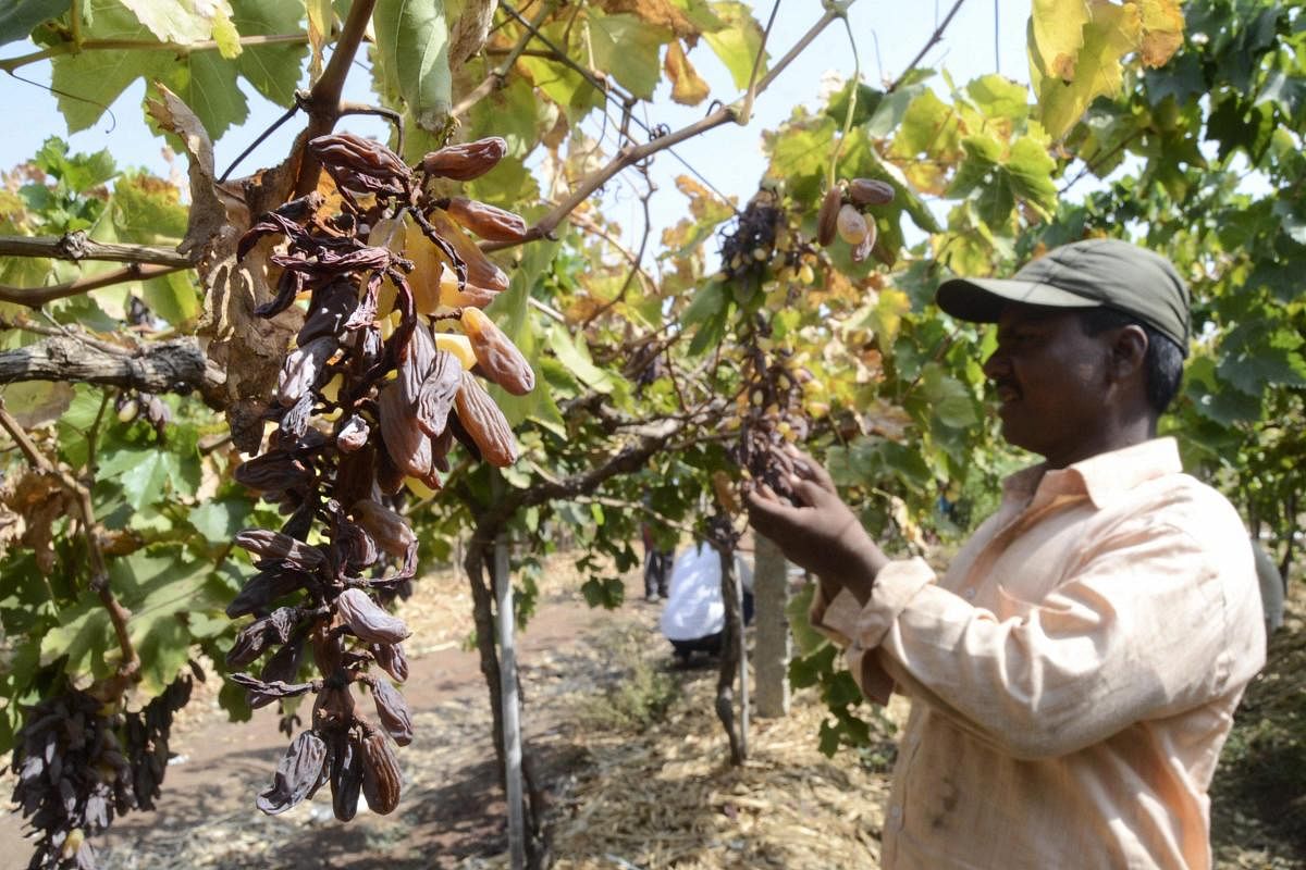 A farmer looks at damaged grapes due to water scarcity, at Peertakali Village in Solapur, on May 11, 2019. PTI