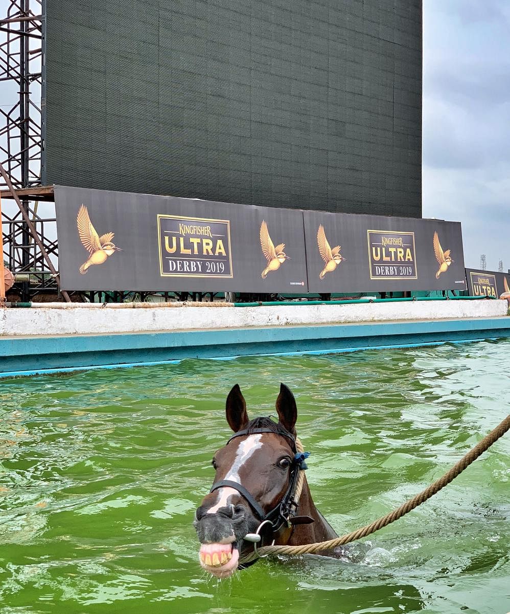 A horse is taken through its paces in the swimming pool just before the race.