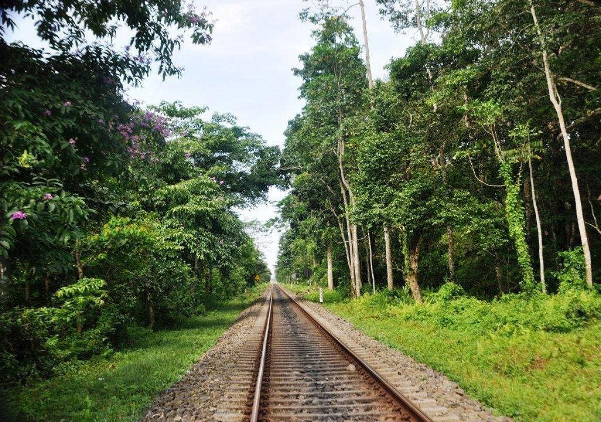 The tree canopy over the tracks allows animals to cross over easily. DH photo