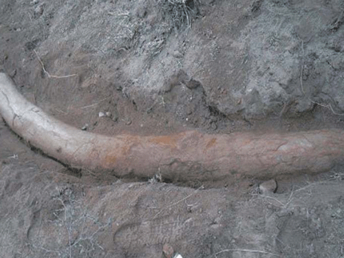 One-million-year-old elephant tusk found in Pakistan