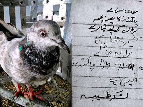 A pigeon, apparently flying in from across the border, was held after a letter written in Urdu and addressed to Prime Minister Narendra Modi was found with it by BSF personnel at the Simbal post in Bamiyal sector in Pathankot on Sunday. PTI file photo