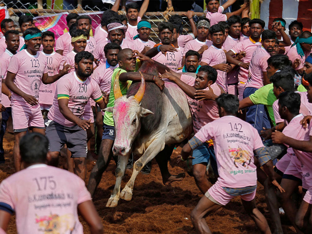 At the world-famous Jallikattu in Alanganallur near here, at least 25 people were injured. Reuters Photo