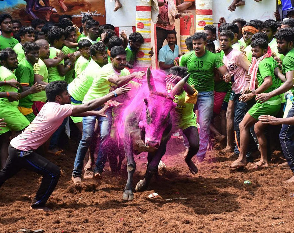 In Aavarangaadu in Tiruchirappalli district, a person identified as Solai Pandian was gored to death by a raging bull during Jallikattu. pti file photo