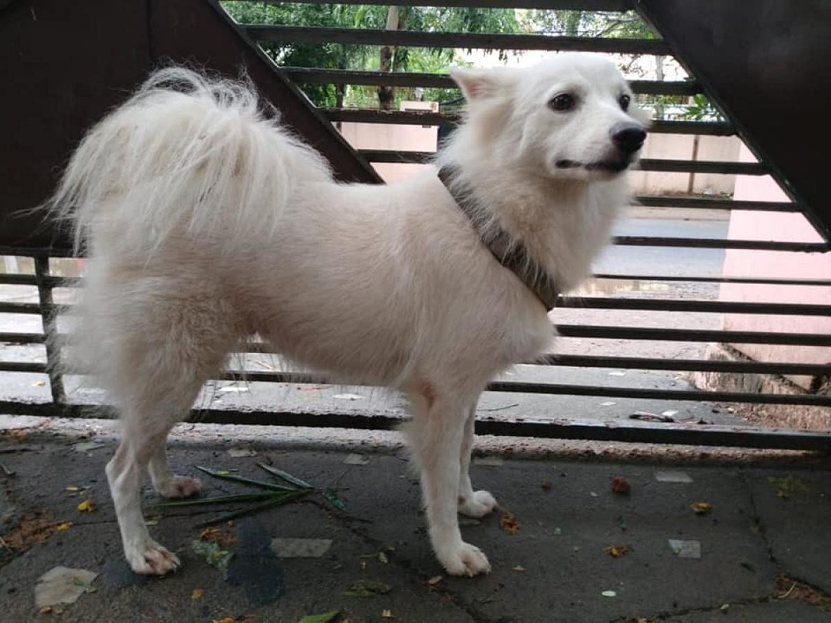 The 5-year-old abandoned female Pomeranian in Thiruvananthapuram. (Photo / Arjun Raghunath)