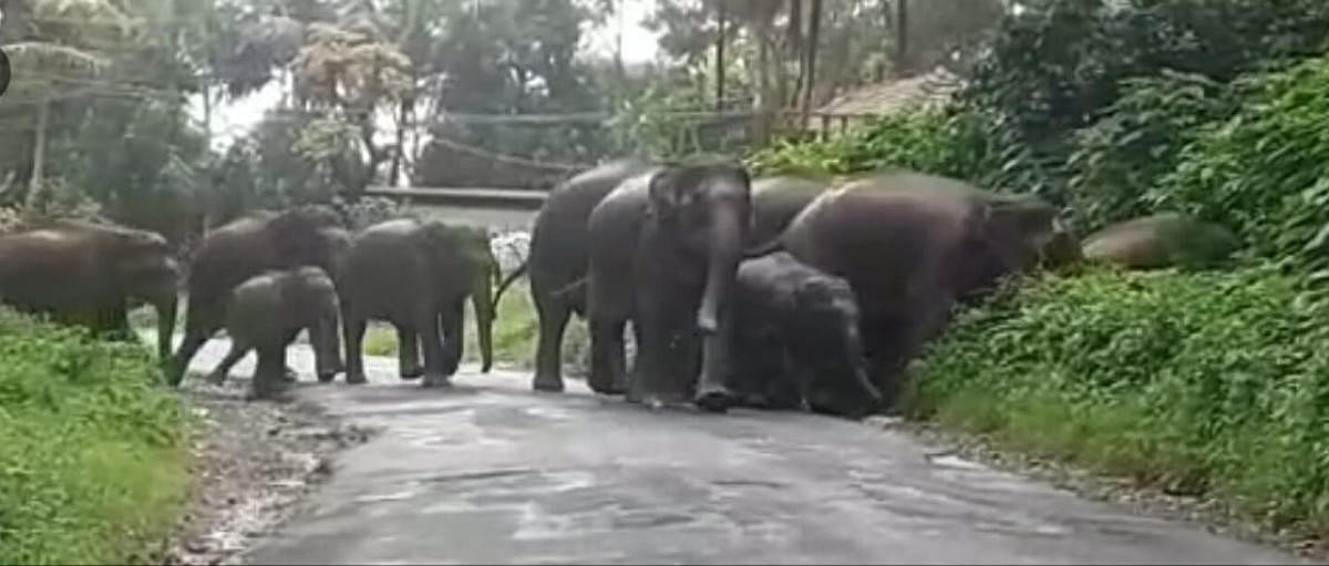 A herd of wild elephants cross the road at Injalagere in Siddapura.