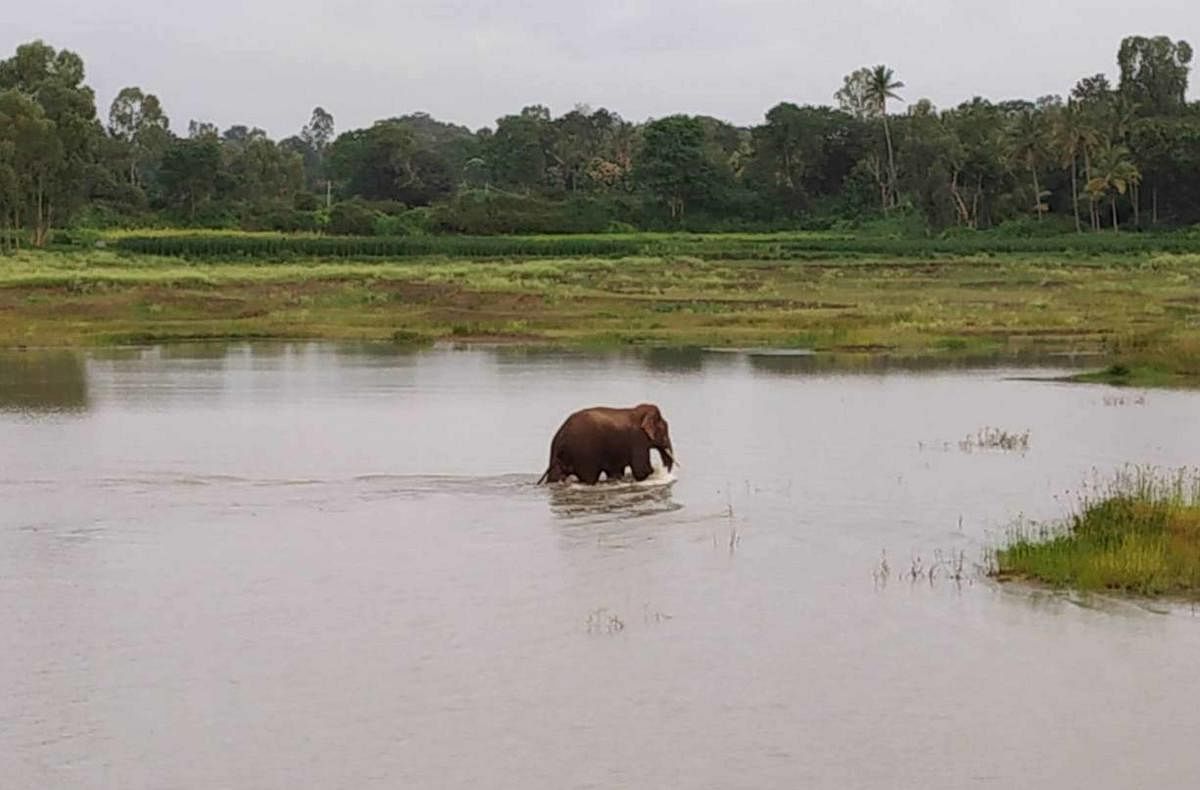 Stray tusker is a Hassan field