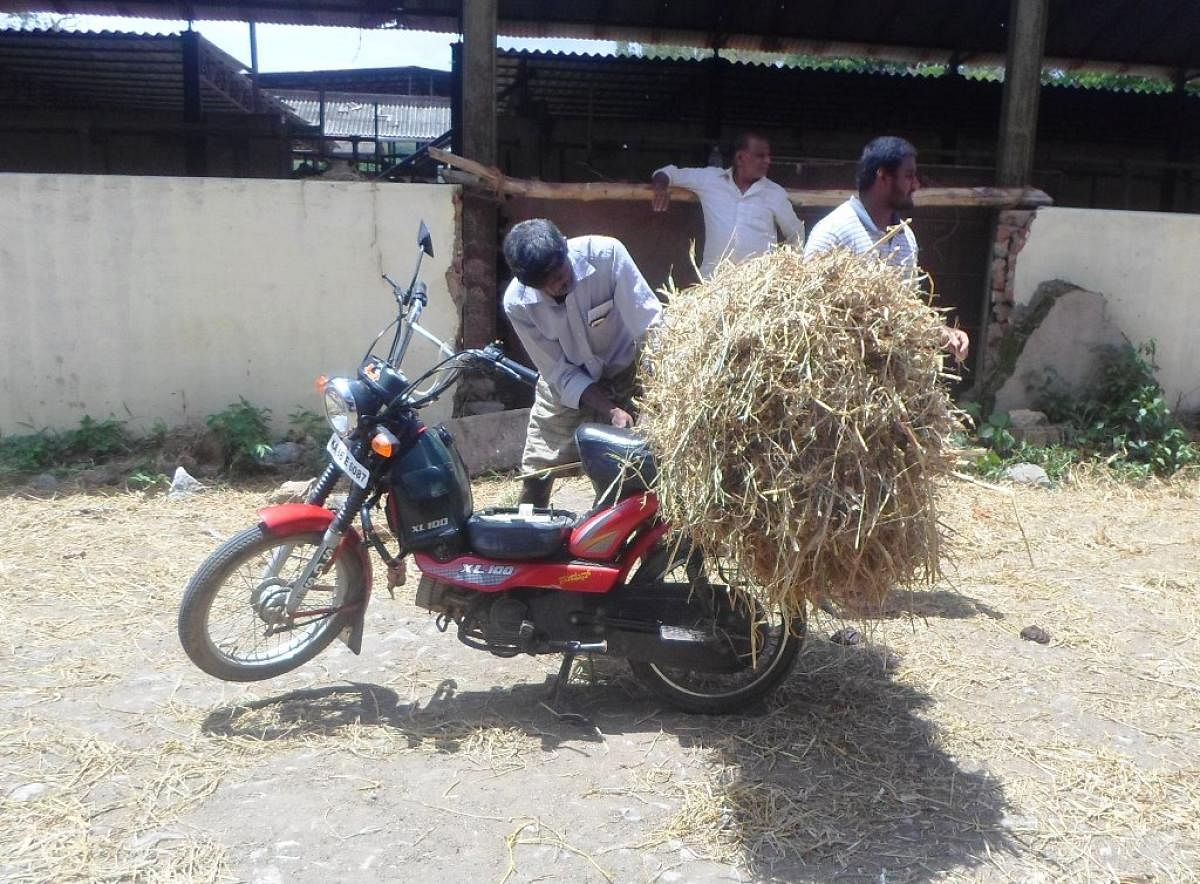 A farmer loading fodder on a two-wheeler at Amrit Mahal Breed Conservation Centre in Ajjampura.