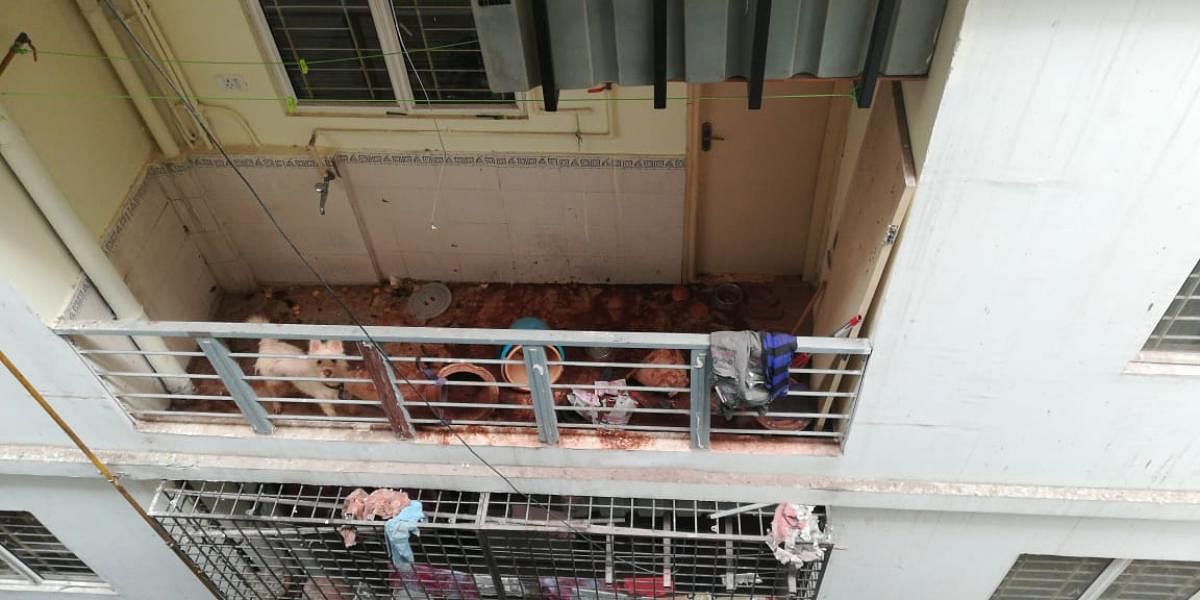 The dog, tied and left in the apartment balcony died due to starvation.