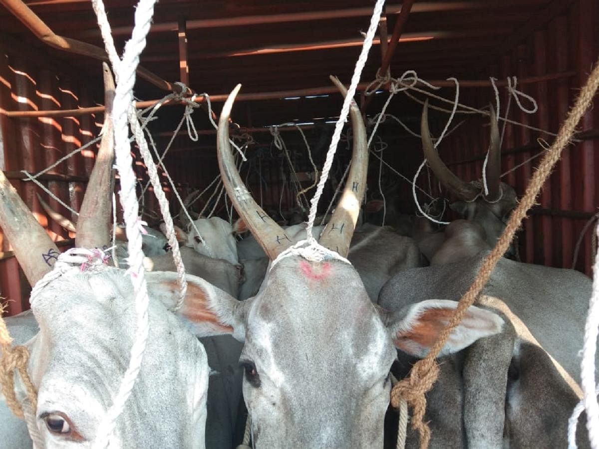 The cows were stuffed in a huge container with two lids on the top kept open so that they can breathe