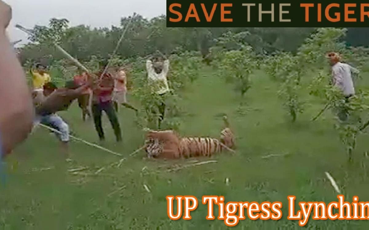 A video showing the locals beating the adult tigress with sticks. (DH Photo)