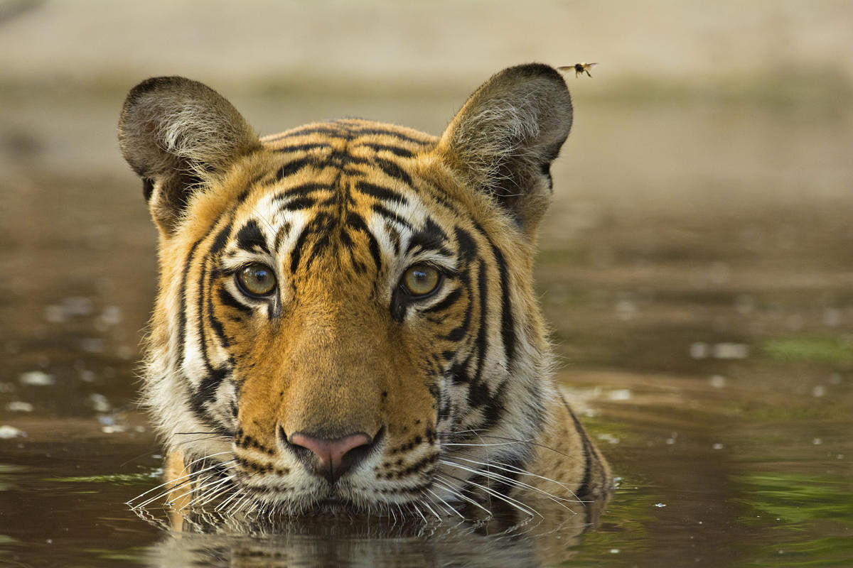 A tiger cooling off in Ranthambore National Park
