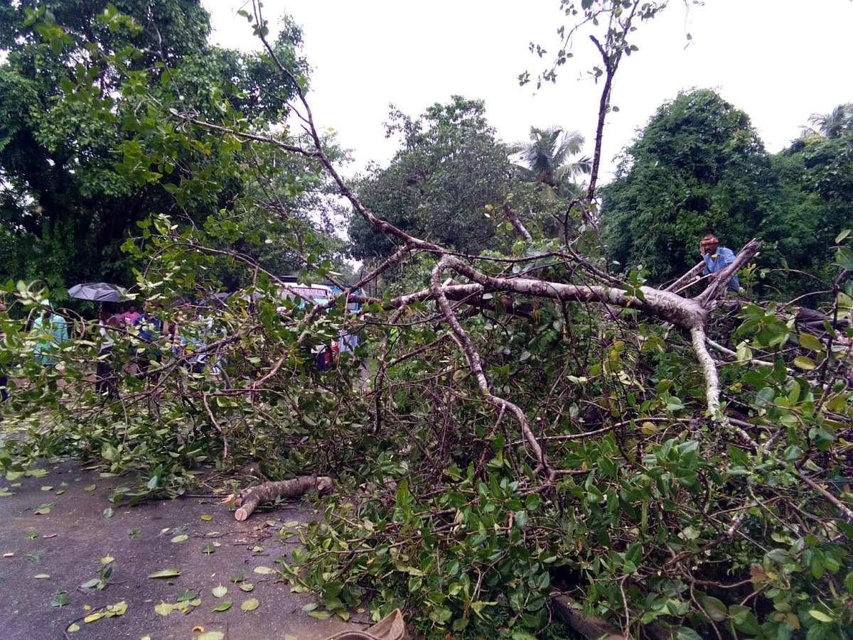 The Congress on Saturday attacked the government for allowing cutting of over 1 crore trees for development projects since 2014 as the party wondered if the "BJP is destroying our future". (Image for Representation)